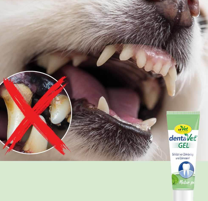 dentaVet Gel