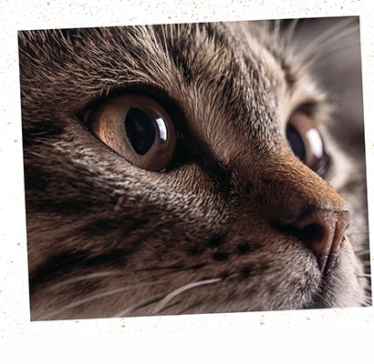 feliTATZ Limpiador de Ojos 20 ml