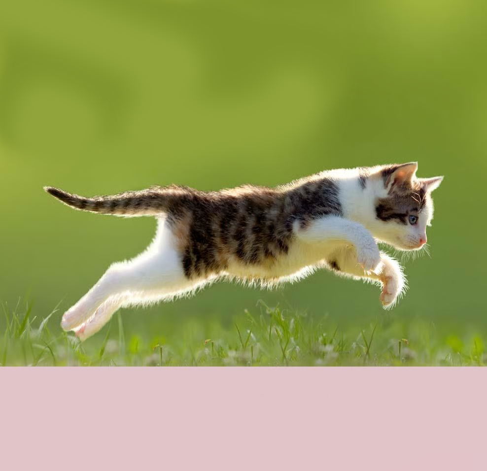 feliTATZ MineralKraft 60 g