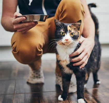 feliTATZ Magenschutz (Protector Gástrico)