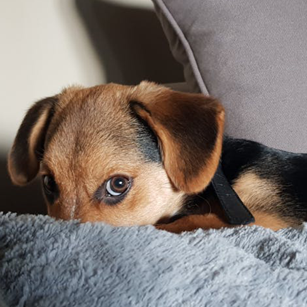 Tranquilizantes / Calma y Para la Energía