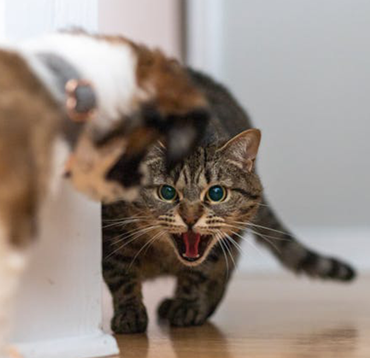 Tranquilizantes / Calma