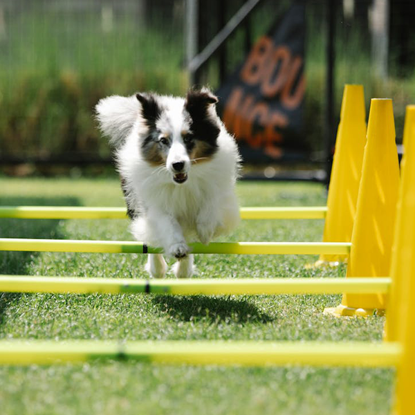 Sistema musculoesquelético (perros, gatos)