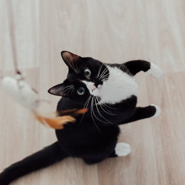 Sistema musculoesquelético.