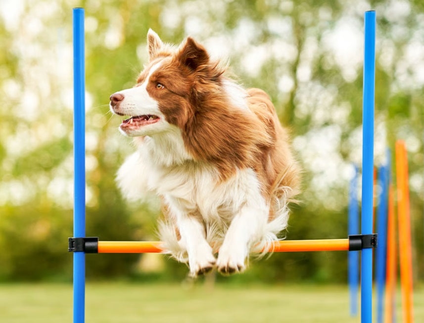 Sistema musculoesquelético