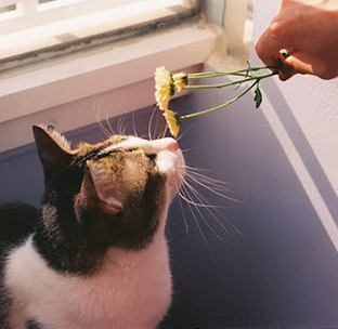 Bronquios y pulmones.