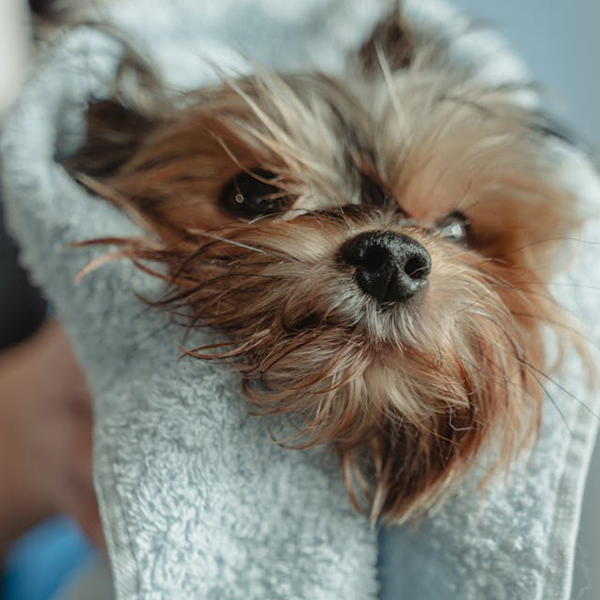 Cuidado del pelaje, piel, orejas y ojos