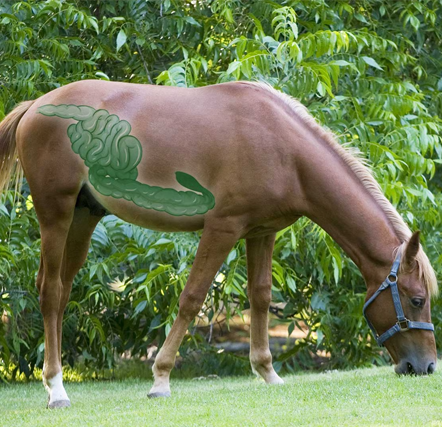 Digestión, detox y metabolismo-