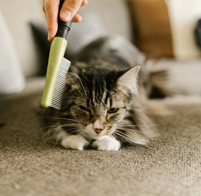 Cuidado del Pelo y la Piel (gatos, perros, caballos)