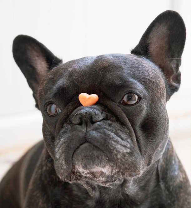 Corazón (perros, gatos, caballos)