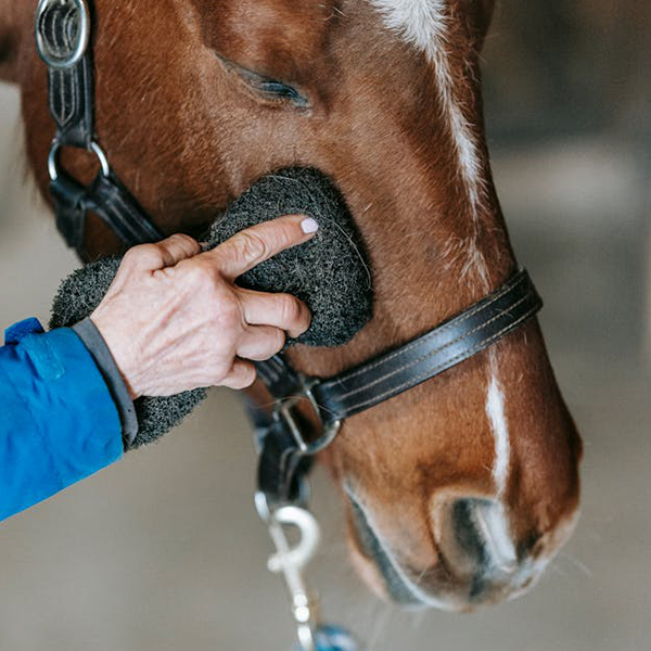 Cuidado del pelaje, piel, orejas y ojos-