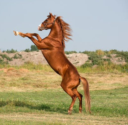 Sistema musculoesquelético, cascos, tendones y ligamentos-