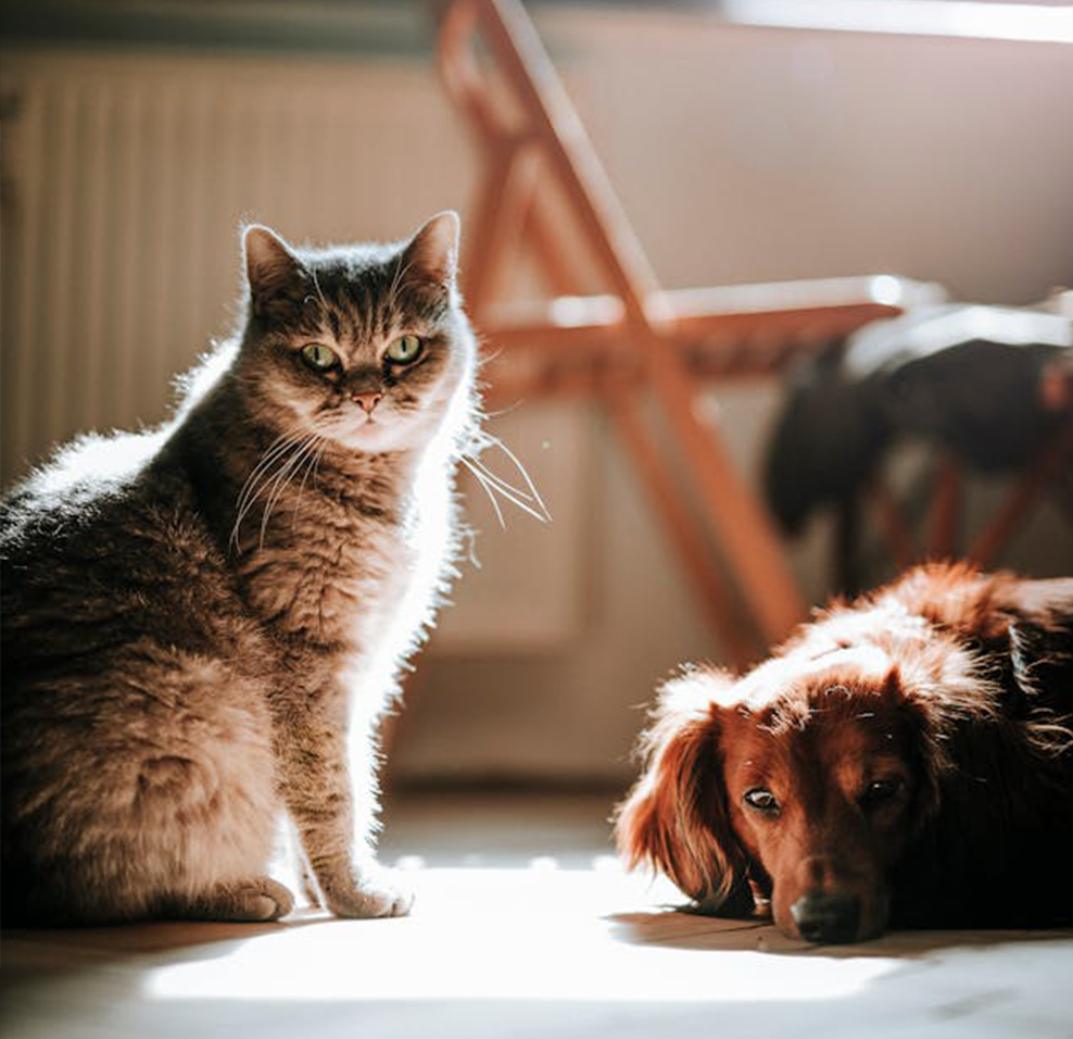 Inmunidad (gatos, perros, caballos)