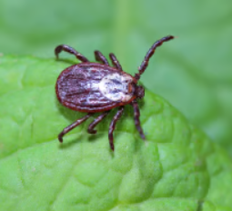 Parásitos (perros, caballos, gatos)