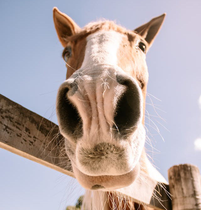 Bronquios y pulmones (perros, gatos, caballos)
