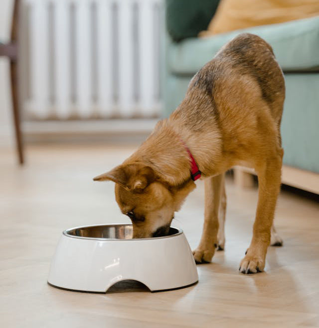 Alimentación (perros, gatos, caballos)