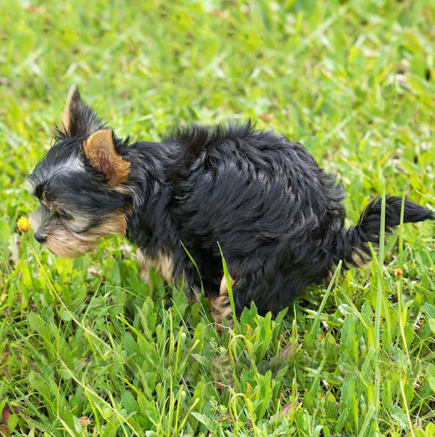 Digestión, detox y metabolismo