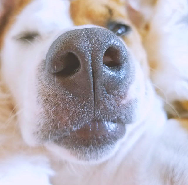 Bronquios y pulmones