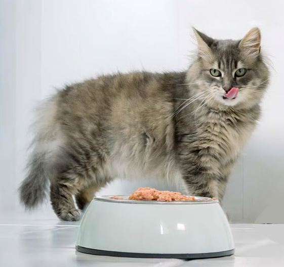 Digestión, detox y metabolismo (gatos, perros, caballos)