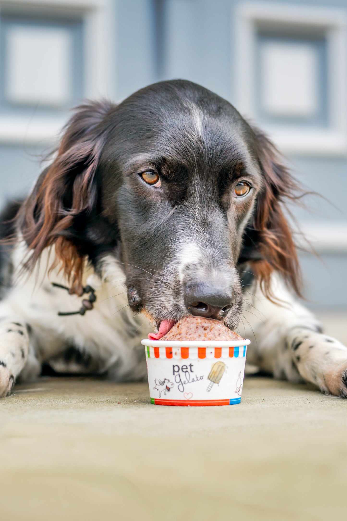 petGelato HappyApple 44 g