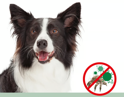 VeaVet Enjuague de Orejas de Musgo Hepático 100 ml